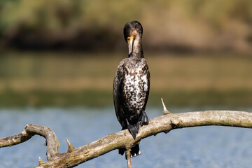Cormorant sitting on a tree branch at a lake