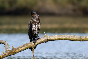 Cormorant sitting on a tree branch at a lake