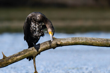 Cormorant sitting on a tree branch at a lake