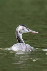 Young great crested grebe (Podiceps cristatus)