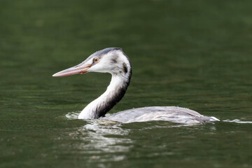 Young great crested grebe (Podiceps cristatus)