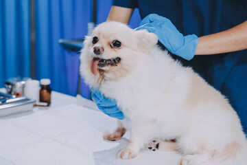 Closeup shot of veterinarian hands checking dog by stethoscope in vet clinic