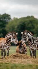 Obraz premium Several zebras are gathered around, feeding on hay from a wooden bowl, while lush greenery and rocks provide a natural backdrop in the zoo
