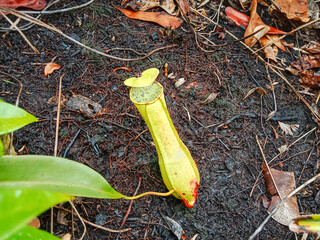 Kantung semar or Nepenthes, is a genus of carnivorous plants, also known as tropical pitcher plant or monkey cups, in the monotypic family Nepenthaceae.