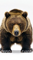 Close-up of a brown bear on