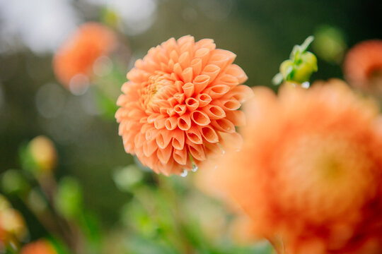Close-up of a vibrant orange dahlia with soft-focus background.