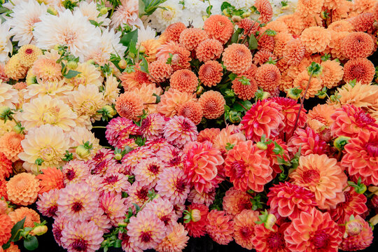 A vibrant display of assorted dahlias in full bloom with a mix of orange, pink, and white colors.