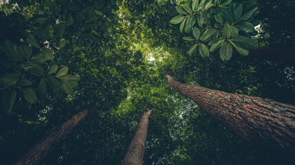 A serene view of tall trees and lush green leaves from below, capturing nature's tranquility.