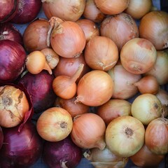 Red and yellow onions. Full frame. Close-up