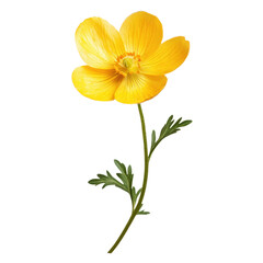 Fototapeta premium Buttercup: A single buttercup flower with its shiny yellow petals. png, transparent background.