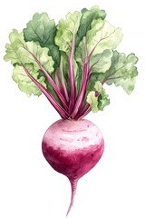 Whimsical Watercolor Beetroot with Leafy Greens for Calming Nursery Decor