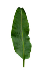 Tropical leaf isolated on white