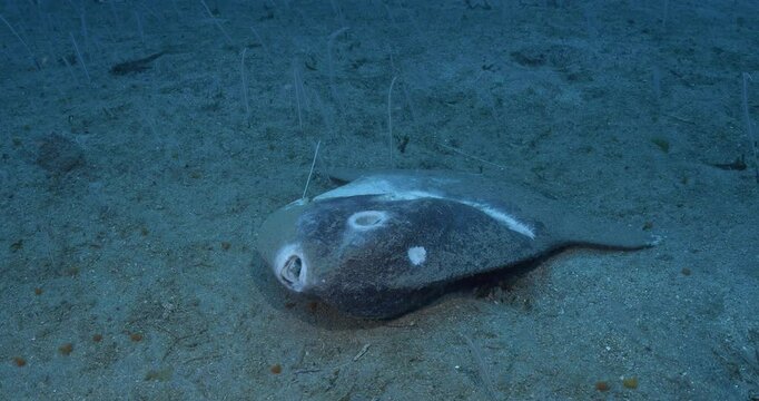 Body of dead mola mola on seabed.