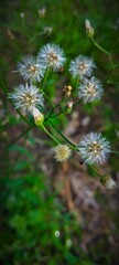 grass flower in the  evening 