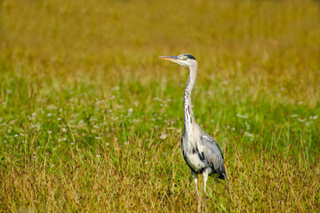 Fototapeta premium grey heron in the field on sunny day close-up