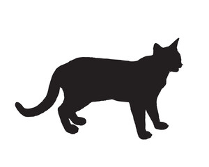 Cat black silhouette vector illustration on white background