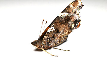 Red Admiral butterfly folded wings. Close-up on white background.