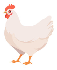 White hen. Vector illustration isolated on white background