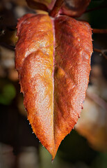 brown gold painted autumanally foliage leaf shaped like a heart at sunshine, Austria