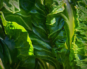 green crisp leaves of a organic mangold at sunshine, Austria