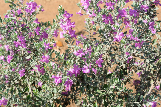 Planta chuva de prata florida na primavera.