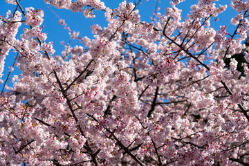 Obraz premium 満開の桜