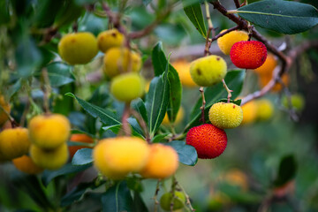 Madroño, fruto, fruta, rojo, verde, amarillo, árbol, arbusto
