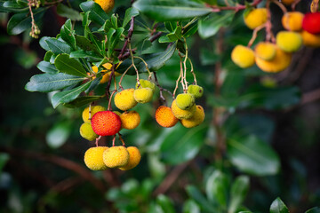 Madroño, fruto, fruta, rojo, verde, amarillo, árbol, arbusto
