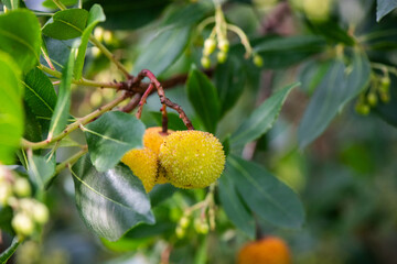 Madroño, fruto, fruta, rojo, verde, amarillo, árbol, arbusto