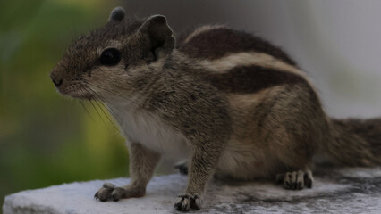 Obraz premium squirrel