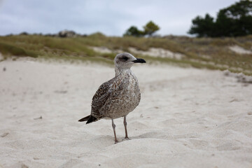 seagull on the beach