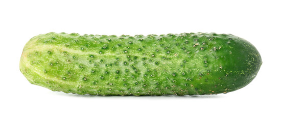 One whole fresh cucumber isolated on white