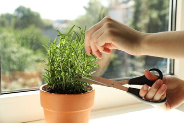 Woman cutting potted rosemary at windowsill, closeup. Aromatic herb