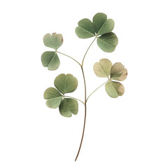 Clover: A sprig of clover with delicate leaves. png, transparent background.