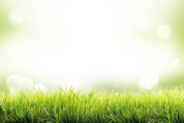 Obraz premium Grass field sunlight outdoors backgrounds.