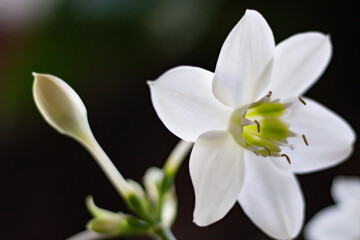 Fototapeta premium lily of the valley