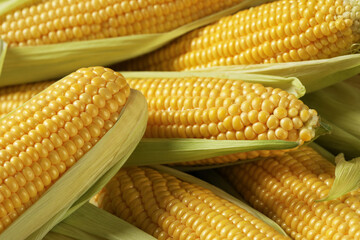 Many fresh ripe corncobs with green husks as background, closeup