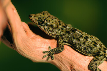 A Lizard Resting on a Branch
