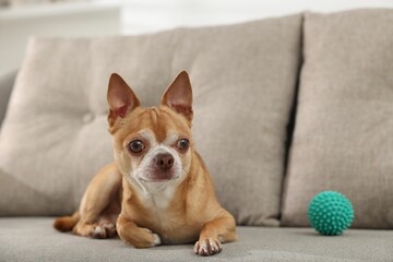 Cute Chihuahua dog with toy on sofa