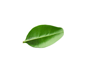 Obraz premium One macadamia tree leaf isolated on white