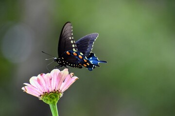 black swallowtail butterfly on a pink zinnia flower