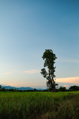 Obraz premium Landscape photography of trees in the middle of a rice field during a beautiful sky time.