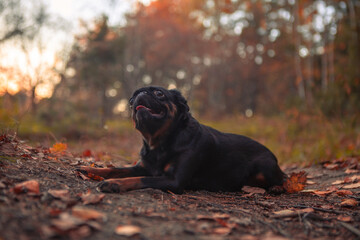 A cute dog lying in the fall woods