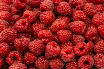 Tasty fresh raspberry as a background.