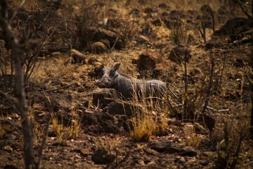Warzenschwein in Afrika