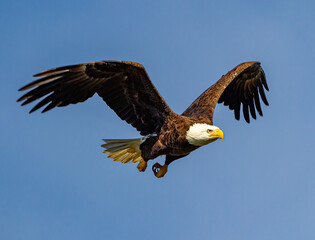 American balled eagle flies from left to right over blue sky