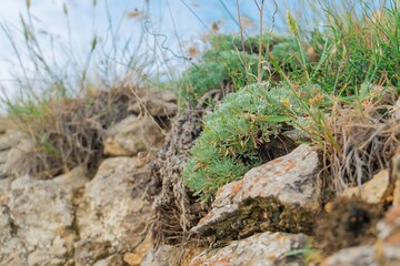 Flowers and grass are breaking through the stones