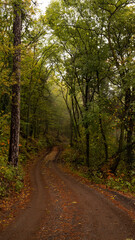Fototapeta premium path in the forest