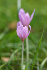 Colchicum autumnale, commonly known as autumn crocus, meadow saffron, naked boys or naked ladies  in the meadow