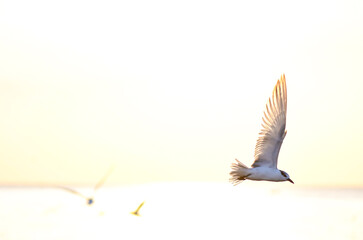 feather